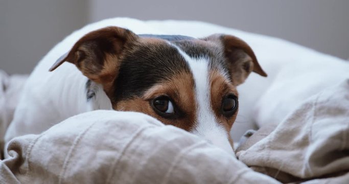 Small dog breed the Jack Russell Terrier lays onlays on his place and falls asleep, slowly closes .
