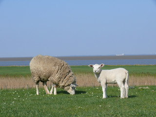 Obraz premium weißes Lamm mit seiner Mutter auf einem Deich an der Nordseeküste