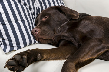 Brown chocolate labrador retriever dog is sleeping on sofa with pillow. Sleeping on the couch. Young cute adorable tired labrador retriever dog.