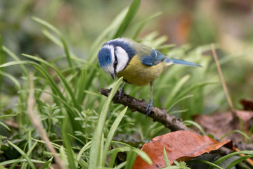 Blue tit (Cyanistes caeruleus) on ground surrounded by grass. Small woodland bird in the family Paridae, searching for seeds amongst leaf litter