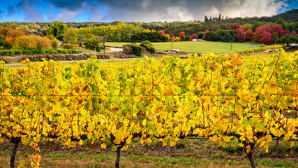 Yellow grape vines in autumn