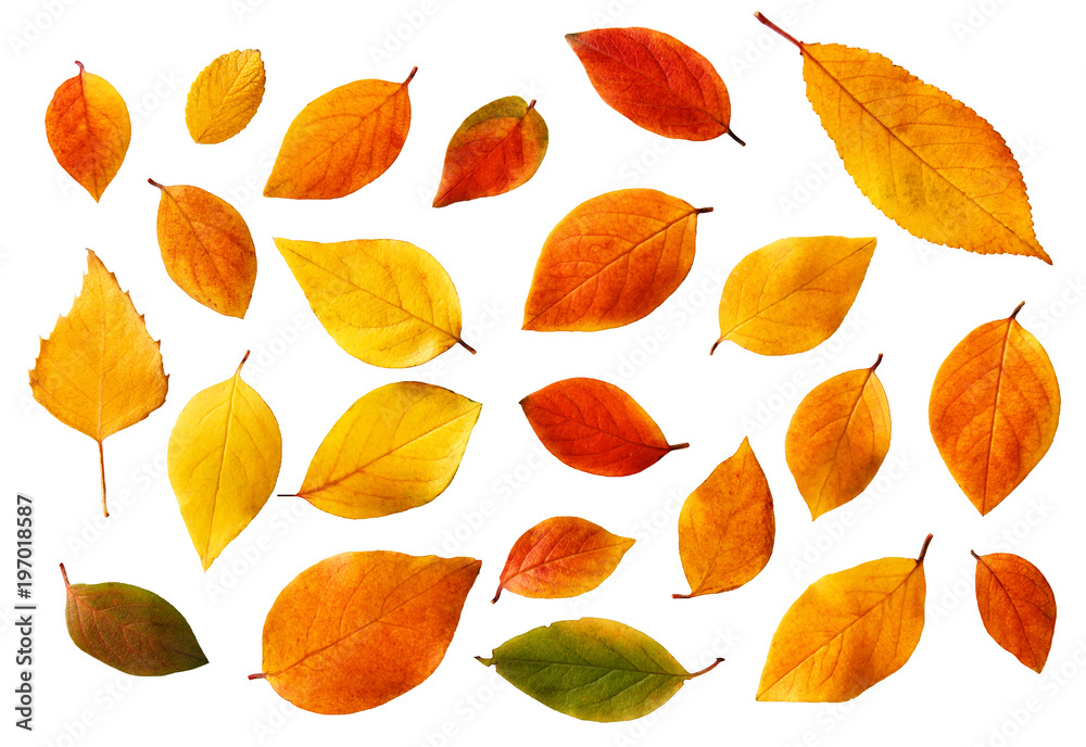 Wall mural set of bright autumn leaves isolated on white background