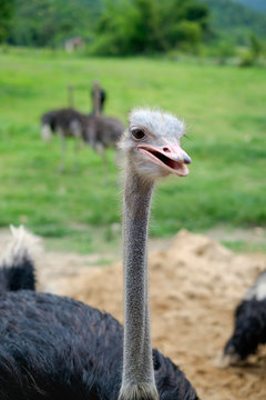 Close up head and neck of an ostrich (Struthio camelus)