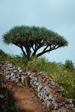 Dragon Tree near hike route on Santo Antao, Cape Verde Cabo Verde