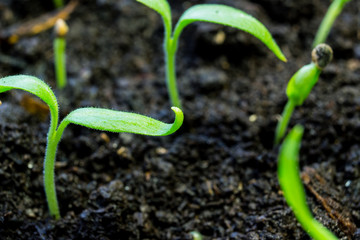 eggplant sprouts close-up