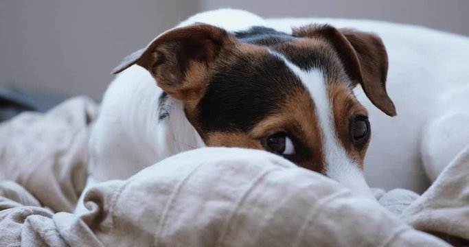 Small dog breed the Jack Russell Terrier lays onlays on his place and falls asleep, slowly closes .