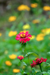 Selective focus of red flower withered in the garden