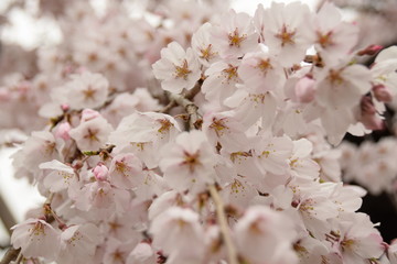 しだれ桜　サクラ cherry blossom