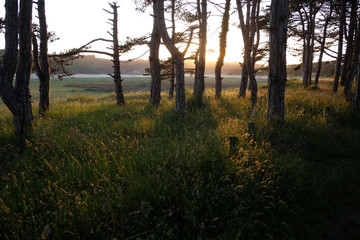 The evening sun shines through the summer forest