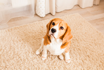The dog sits on the carpet