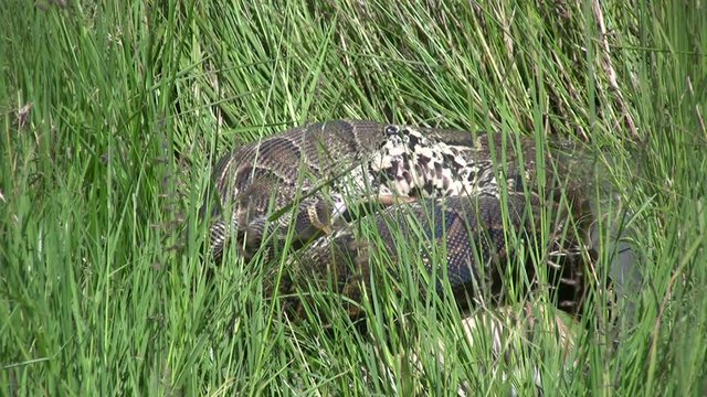 A timelapse of a python killing a large gazelle.