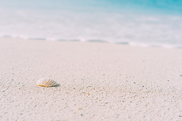 Seashell on sandy beach with defokused white foam of rolling ocean waves in background. Tropical beach with azure water