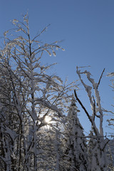Beautiful snow-covered trees against blue sky and sun rays, space for text
