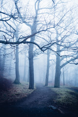 Kleiner Weg führt in den dunklen Nebelwald