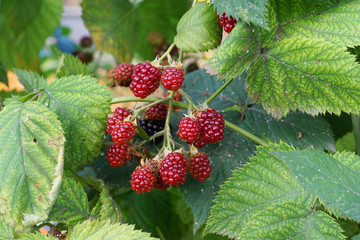 A bunch of fresh Caucasian blackberries Rubus subgen ripening in the garden