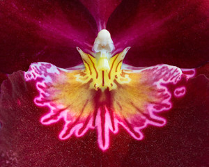Fototapeta na wymiar Extreme closeup of red orchid with striking yellow pink design