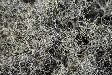 Launaea arborescens dried on Lanzarote. Arid Territory of Lanzarote, Canary Islands.