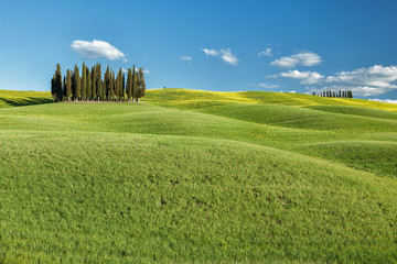 Cipressi di San Quirico d'Orcia Toscana Italia