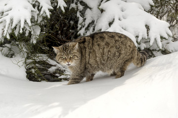 Wildkatze drohend
