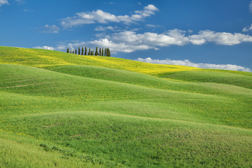 Cipressi di San Quirico d'Orcia Toscana Italia