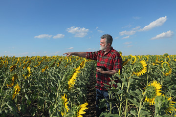 Farmer or agronomist examining sunflower plant in field and pointing with tablet in other hand