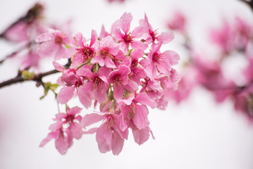 Beautiful cherry blossom sakura in spring time over sky.