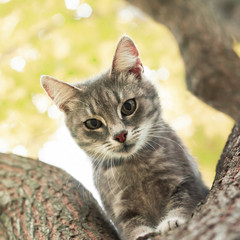 cute  tabby kitten looks up while sitting on a tree trunk in a Sunny bright day