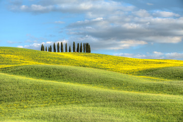 Cipressi di San Quirico d'Orcia Toscana Italia