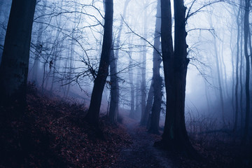 Gruselige dunkle Wälder bei Nacht