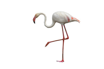 Flamingo isolated on white background