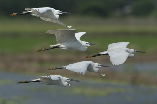 Intermediate Egret flying ,white bird