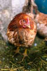 Chickens on the farm. Toned, style, color photo.