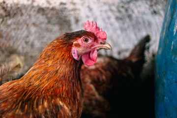 Chickens on the farm. Toned, style, color photo.