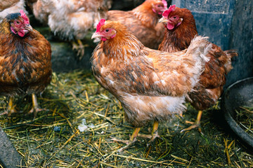 Chickens on the farm. Toned, style, color photo.