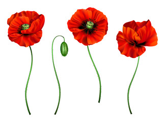 3d illustration of red poppy 