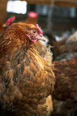 Chickens on the farm. Toned, style, color photo