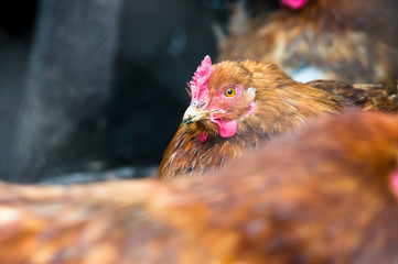 Chickens on the farm. Toned, style, color photo.