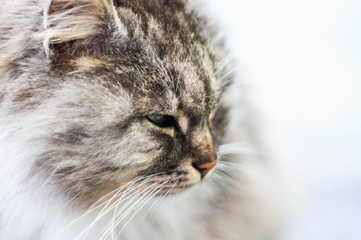 Fototapeta premium Portrait of a gray rural cat.