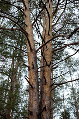 Fototapeta premium Trees in autumn pine forest