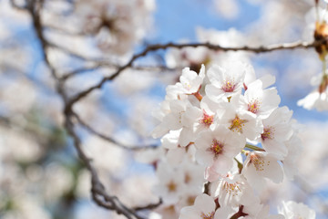 Closed up of flower sakura (cherry) blossom on blue sky background