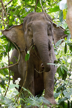 Waldelefant