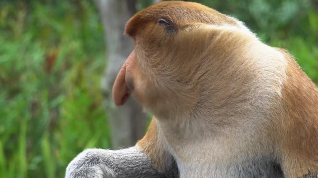 Male Proboscis Monkey (Nasalis larvatus) Chewing Food. Endangered Endemic Borneo Animal
