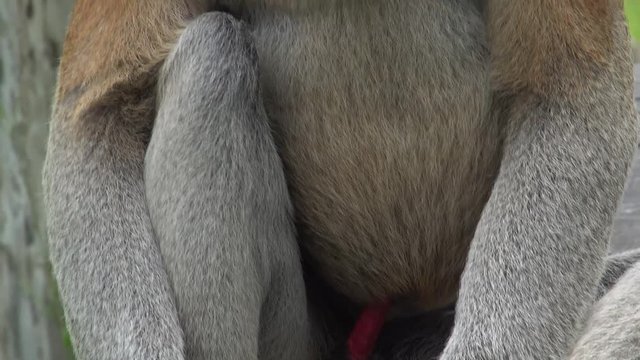 Male Proboscis Monkey (Nasalis larvatus) Close Up Detailed View. Endangered Endemic Borneo Animal