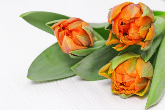 Three orange tulip flowers close-up on white wooden desktop with copy space. Natural flowers. Selective focus.