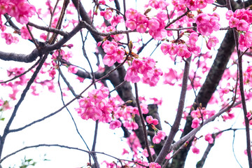 Pink sakura cherry blossom on tree branch