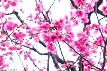 Obraz na płótnie Canvas Pink sakura cherry blossom on tree branch