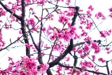 Pink sakura cherry blossom on tree branch
