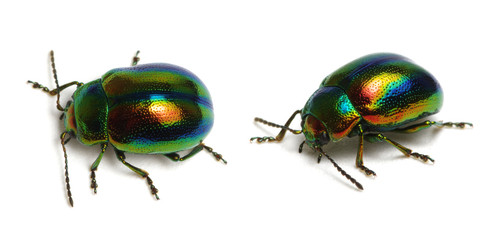 Leaf beetle Chrysolina graminis