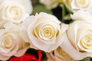 Beauty white roses