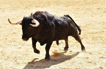 toro en plaza de toros de españa
